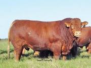 Мясное скотоводство крупный рогатый скот из Франции